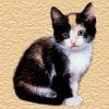 kat1