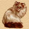 kat7