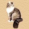 kat4
