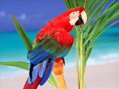papagaai