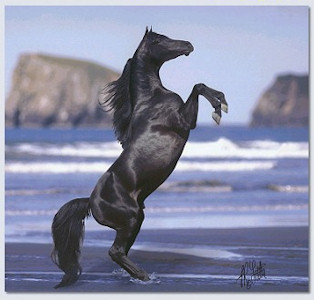 paard1